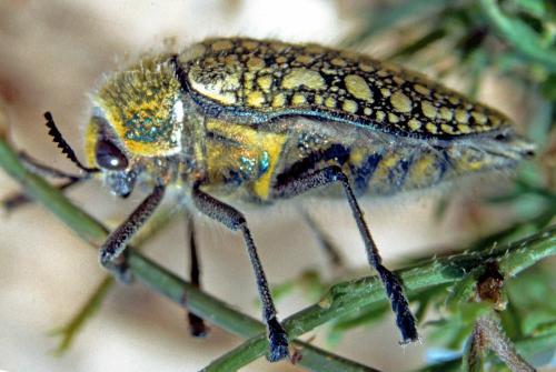 Julodis aequinoctialis